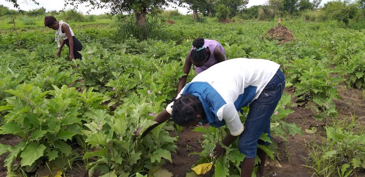 Youth South Sudanese working in the fields